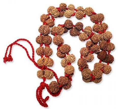 Gaurishanker Rudraksha